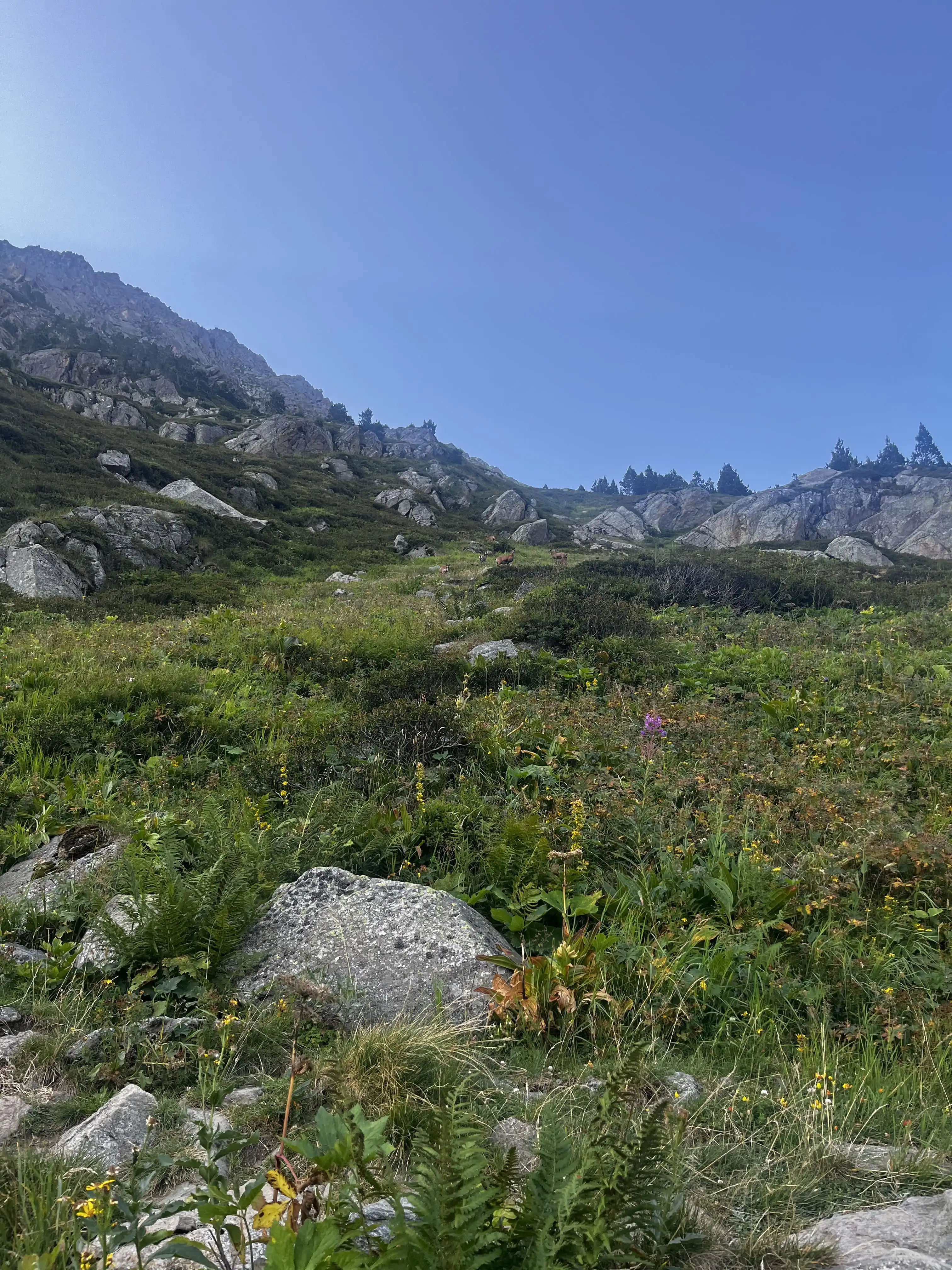 Trek dans les Pyrénées — nature et végétation