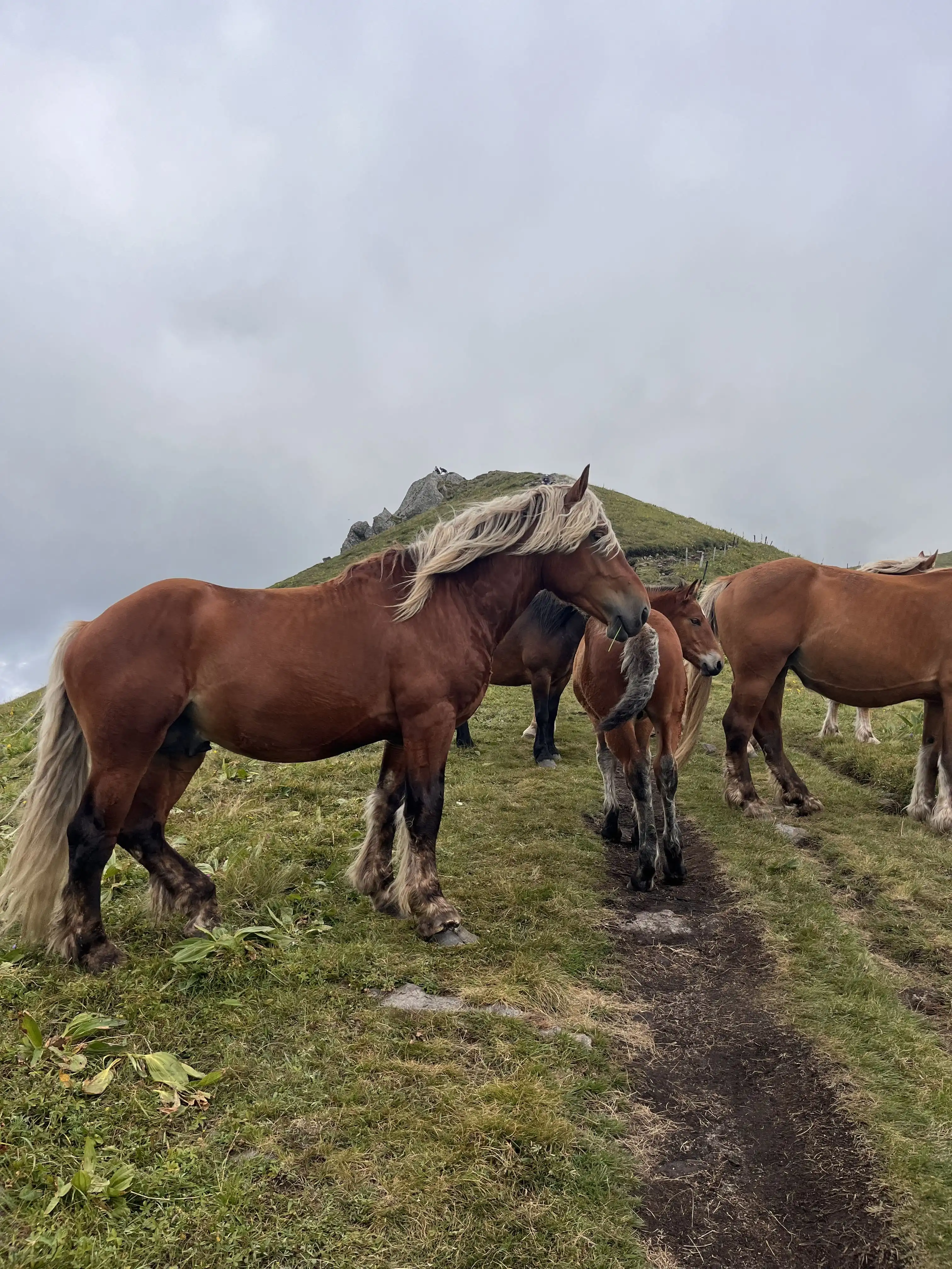 Massif du Sancy — vue sur les sommets